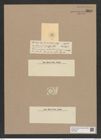 Coscinodiscus venulosus Castr. (de-Toni-Nr.: Genus 202, Species 4868) Zeichnungen Sammlung Grunow Nr. 8616 (NHMW-BOT-W0378002)